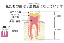 歯の構造